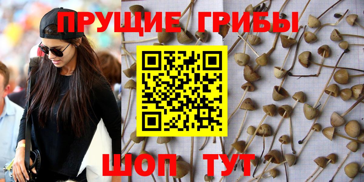 Галлюциногенные грибы Psilocybe Соликамск